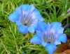 Gentiana John Aitken